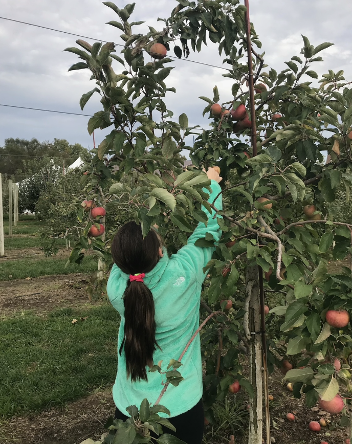 Rylee Austermehle apple picking at Duffields Farm